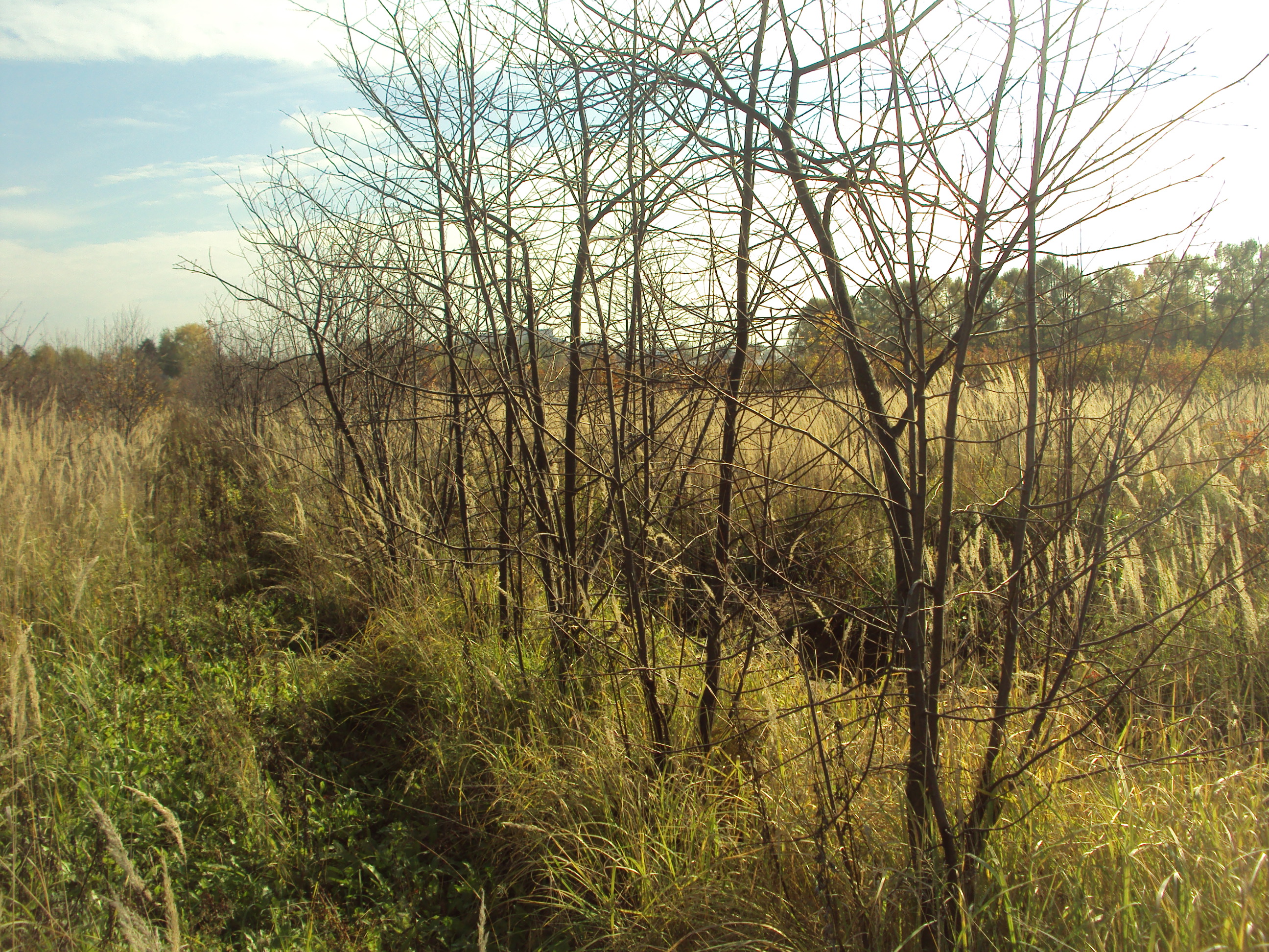 Посадка черемухи виргинской