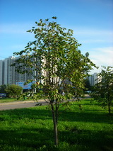 Липа крупнолистная