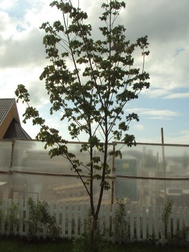 Клён остролистный