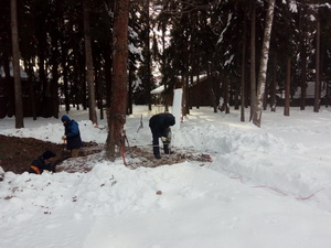 Пересадка деревьев (крупномеров)