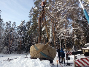 Пересадка деревьев (крупномеров)