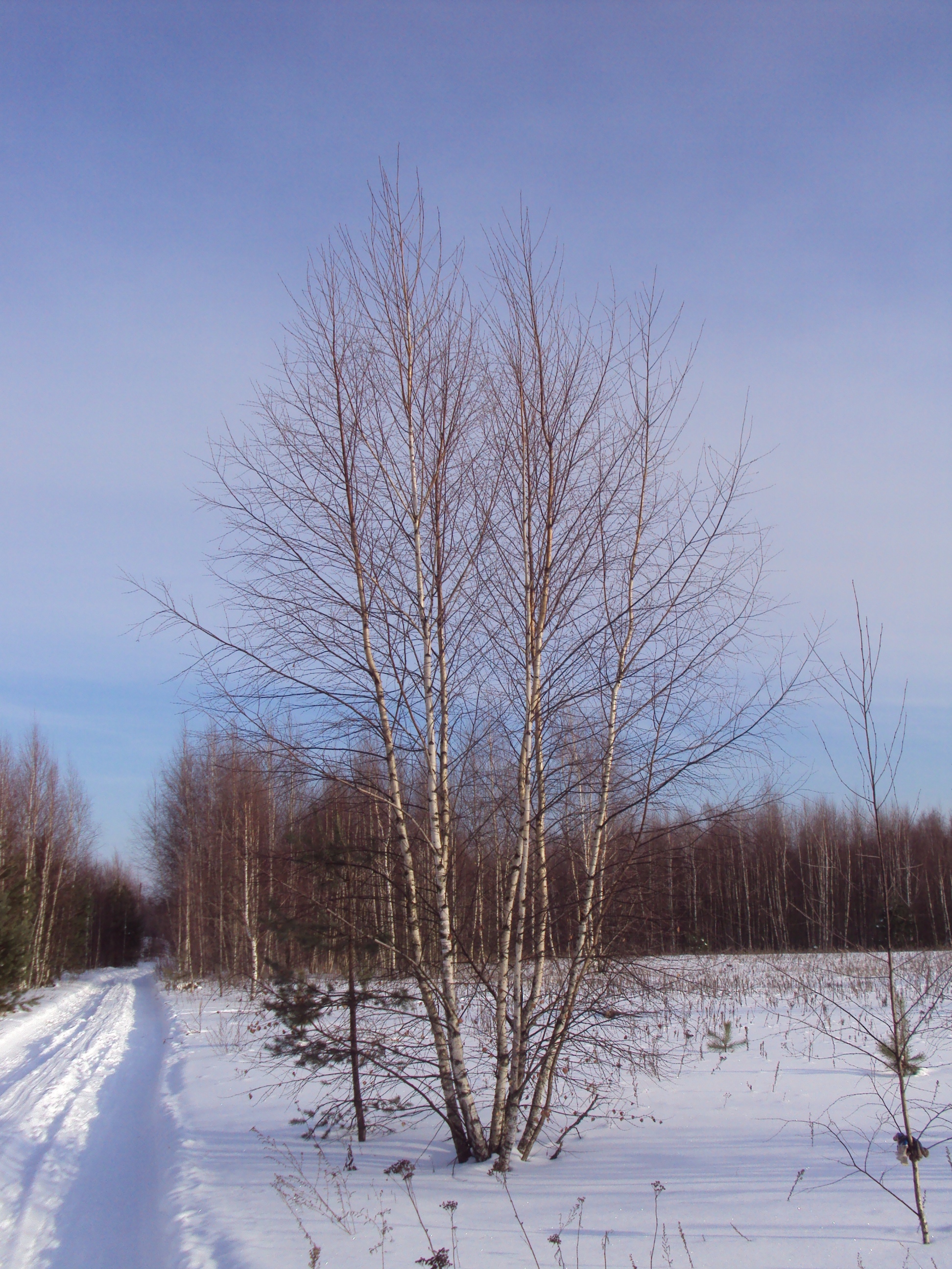 Берёза обыкновенная