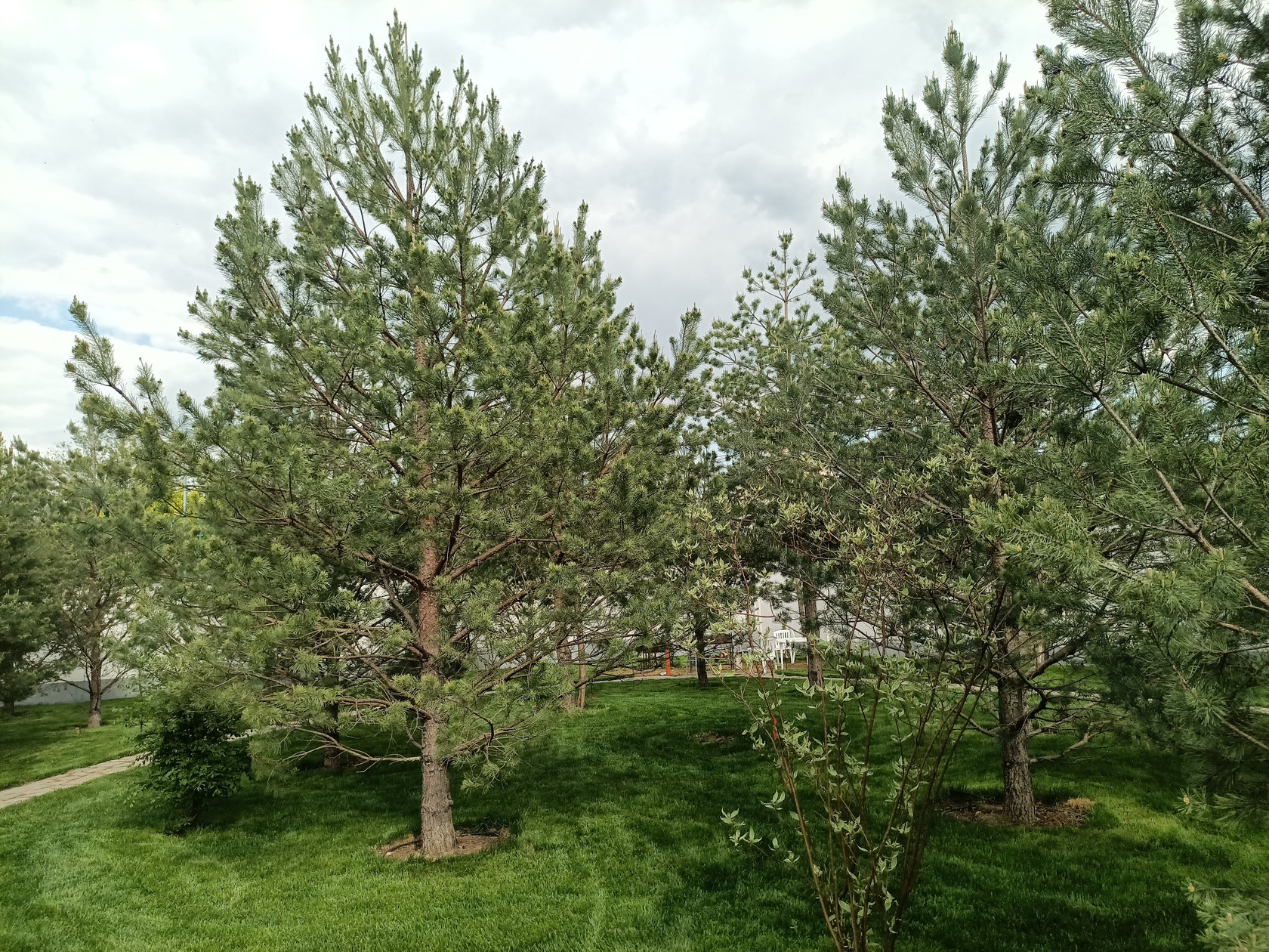 Сосна обыкновенная
Высота 5 – 6 метра