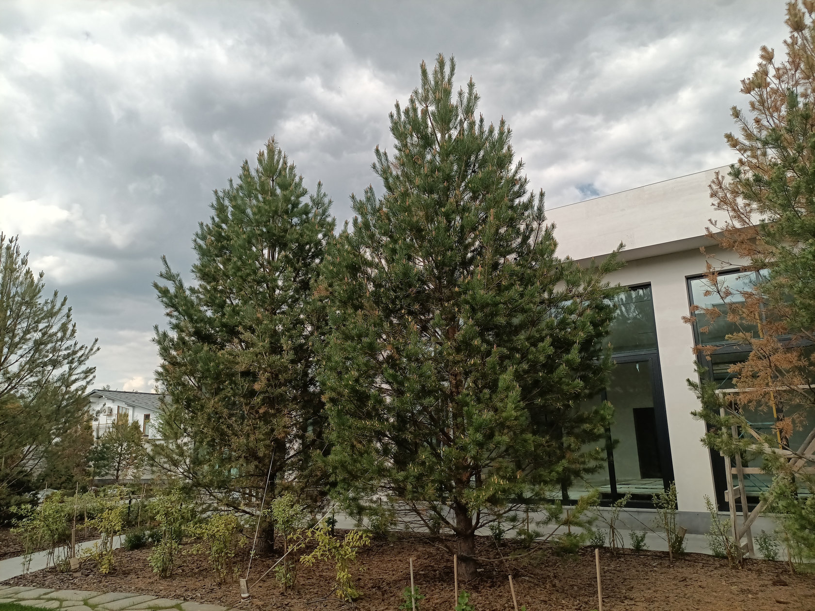 Сосна обыкновенная
Высота 7 – 8 метра