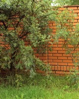 Акация жёлтая